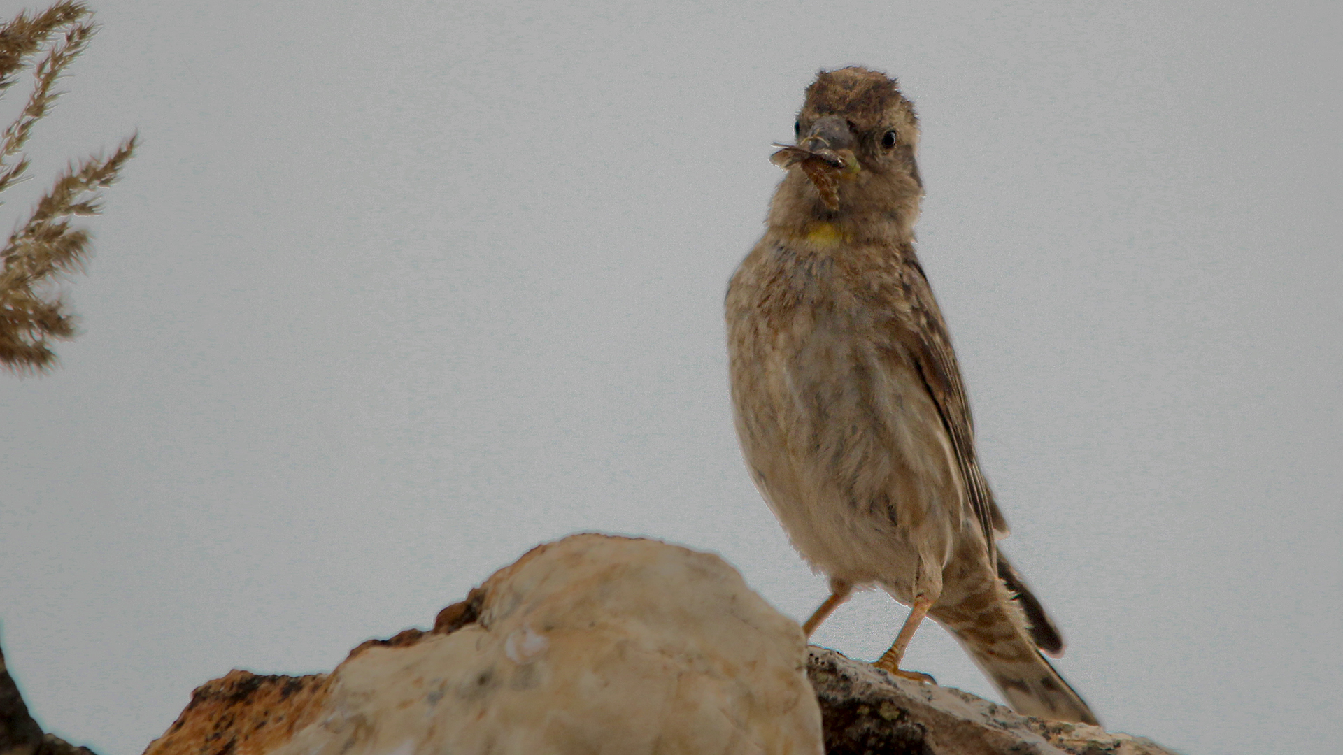 Rock Sparrow